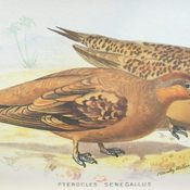 Spotted Sandgrouse